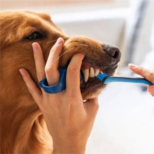 BrushMate Pet Toothbrush and BiteBlock